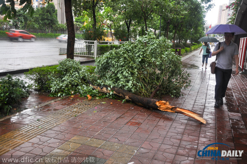 台风“海鸥”海南登陆 路旁树木被吹倒