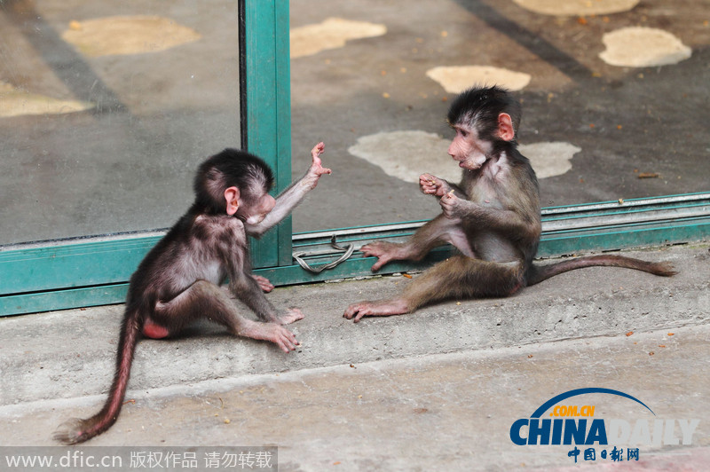杭州：小狒狒姐妹俩聊天玩耍亲密无间 拟人画面层出不穷