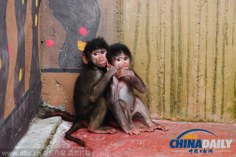 杭州：小狒狒姐妹俩聊天玩耍亲密无间 拟人画面层出不穷
