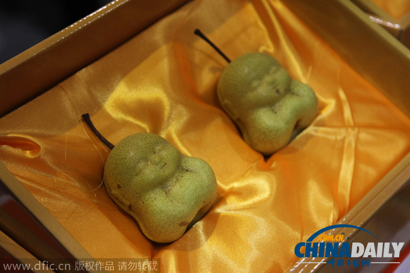 陕西蒲城：果农养出“福娃梨” 形似“人参果”