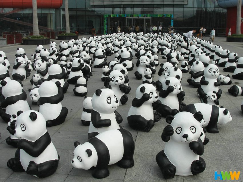 广东深圳：千只“大熊猫”觅主人