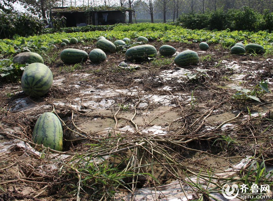 山东菏泽农民种出“超级西瓜” 一根瓜秧结52个瓜