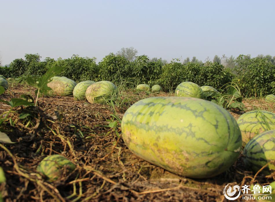 山东菏泽农民种出“超级西瓜” 一根瓜秧结52个瓜