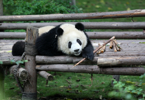 亚洲主流媒体记者关注成都大熊猫