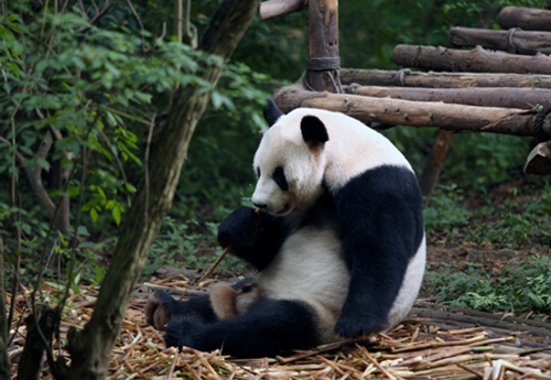 亚洲主流媒体记者关注成都大熊猫