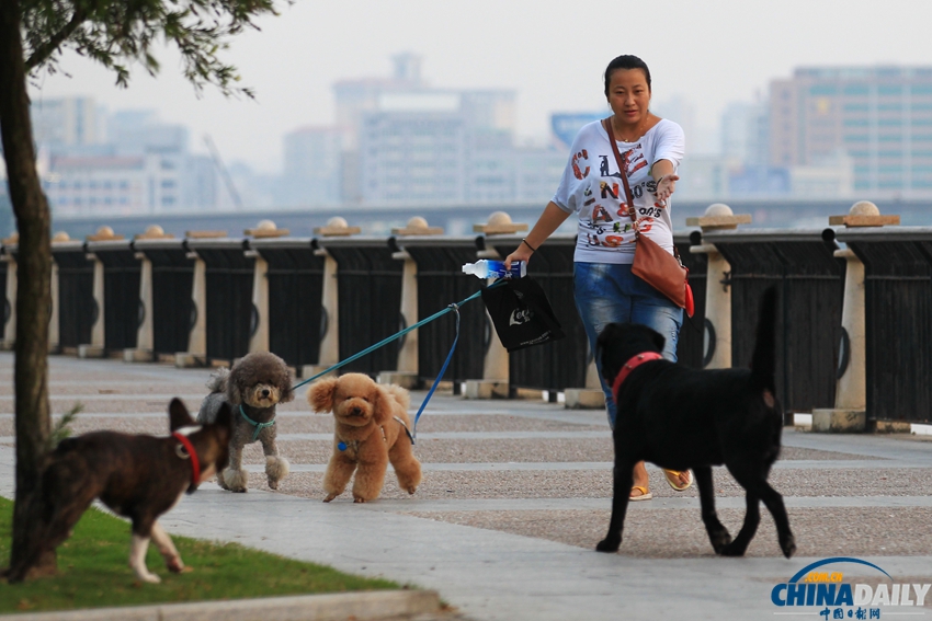 珠海拟规定每户限养1只狗 民调显示超7成人赞同