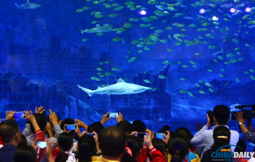 北京海洋馆鲨鱼小镇启动