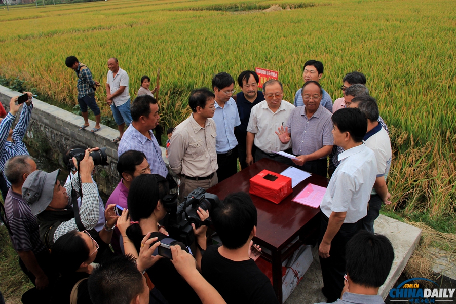 我国超高产水稻“Y两优900”实现百亩片单产过千公斤
