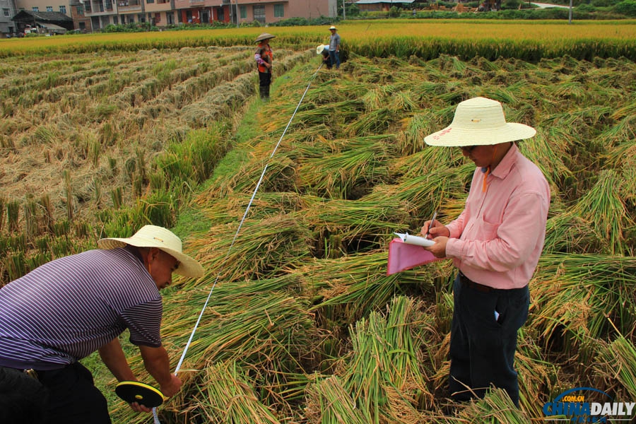 我国超高产水稻“Y两优900”实现百亩片单产过千公斤