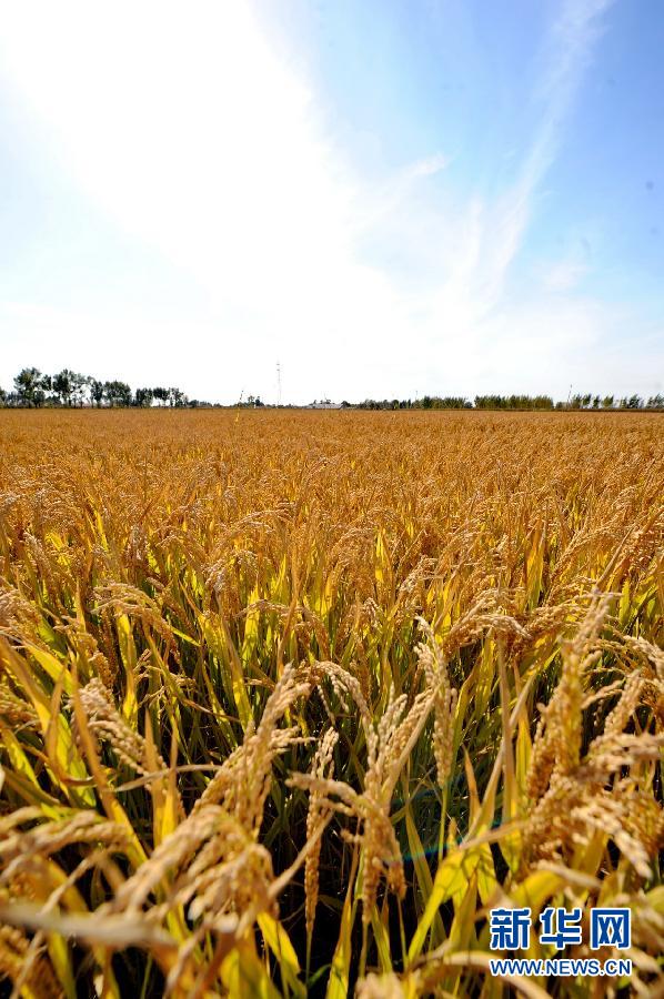 吉林：水稻成熟 “黄金”遍野