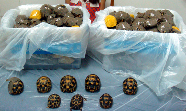 广州海关查获活体辐射陆龟