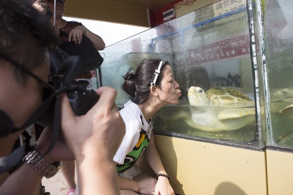 三亚放生海龟最高价5万元 景区被指抓放生龟再卖