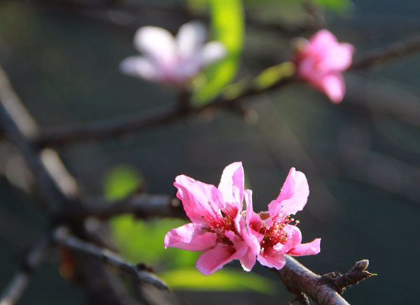 岳西白帽：金秋十月桃花开