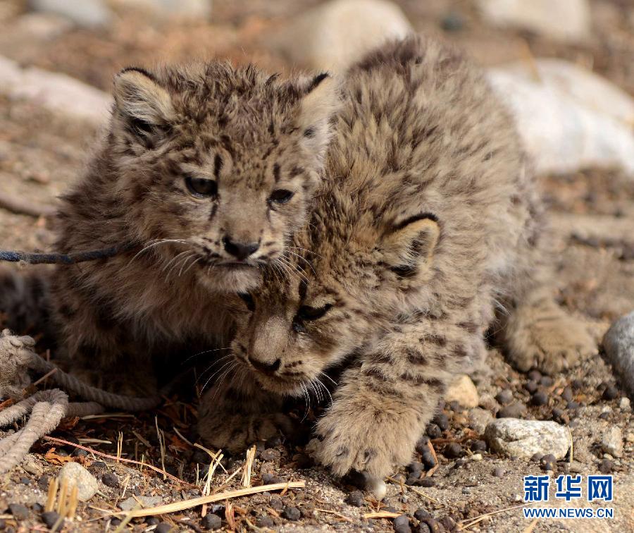 西藏阿里地区发现野生雪豹幼仔