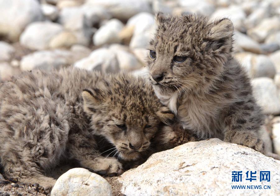 西藏阿里地区发现野生雪豹幼仔