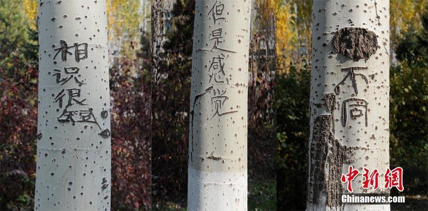 长春街头93棵白杨树被刻上百字情书