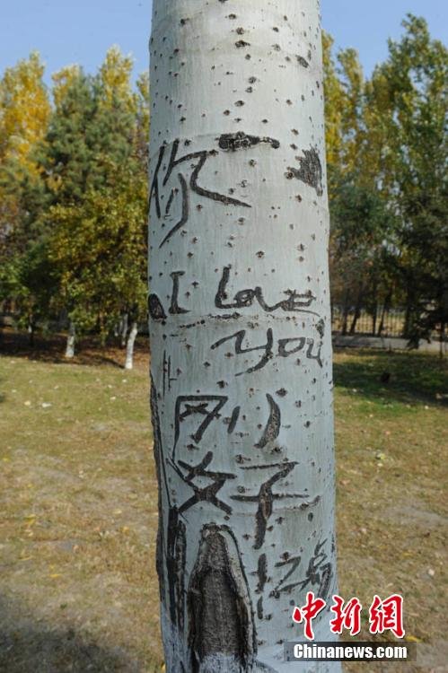 长春街头93棵白杨树被刻上百字情书