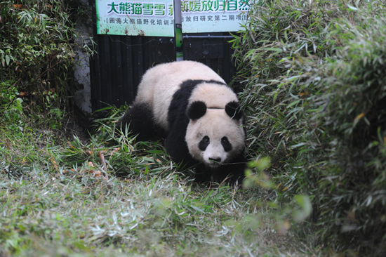 大熊猫“雪雪”在四川雅安放归自然