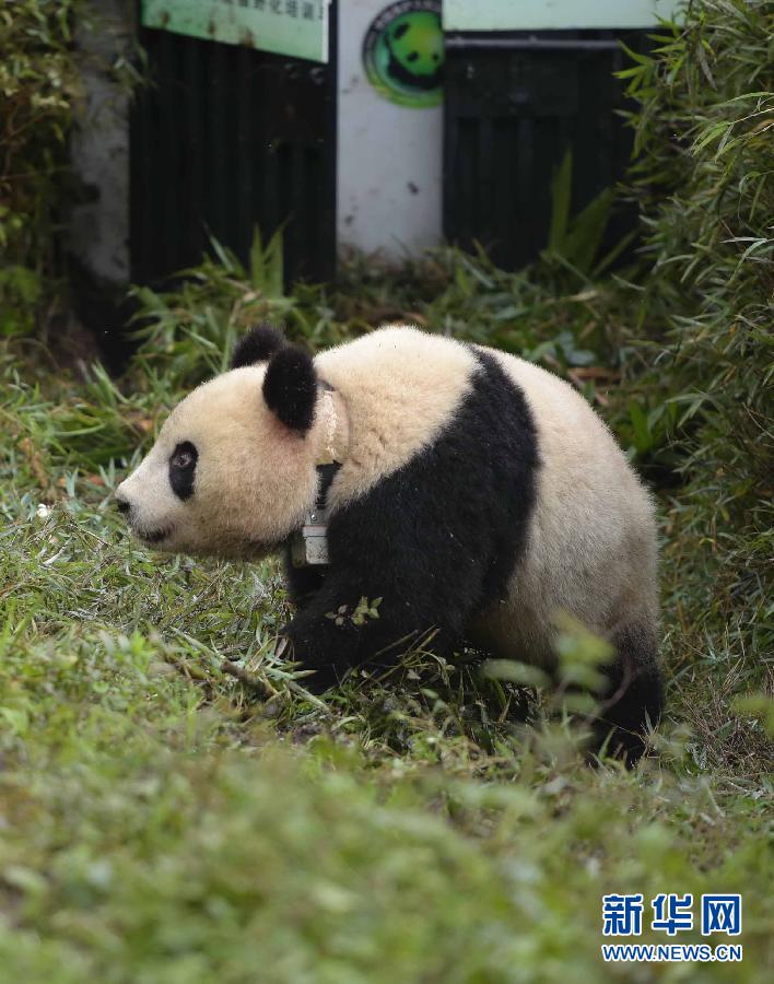 我国放归第四只人工繁育的大熊猫