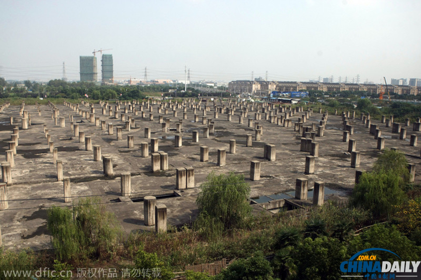 上海一地块树千根桩头似“墓地”
