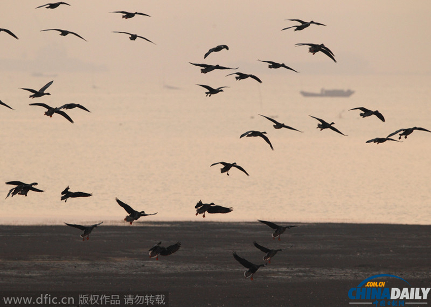 首批候鸟抵达鄱阳湖越冬