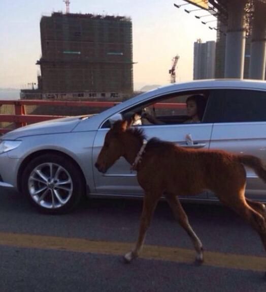 福建一女子海沧大桥上驾车“遛马”被治安拘留