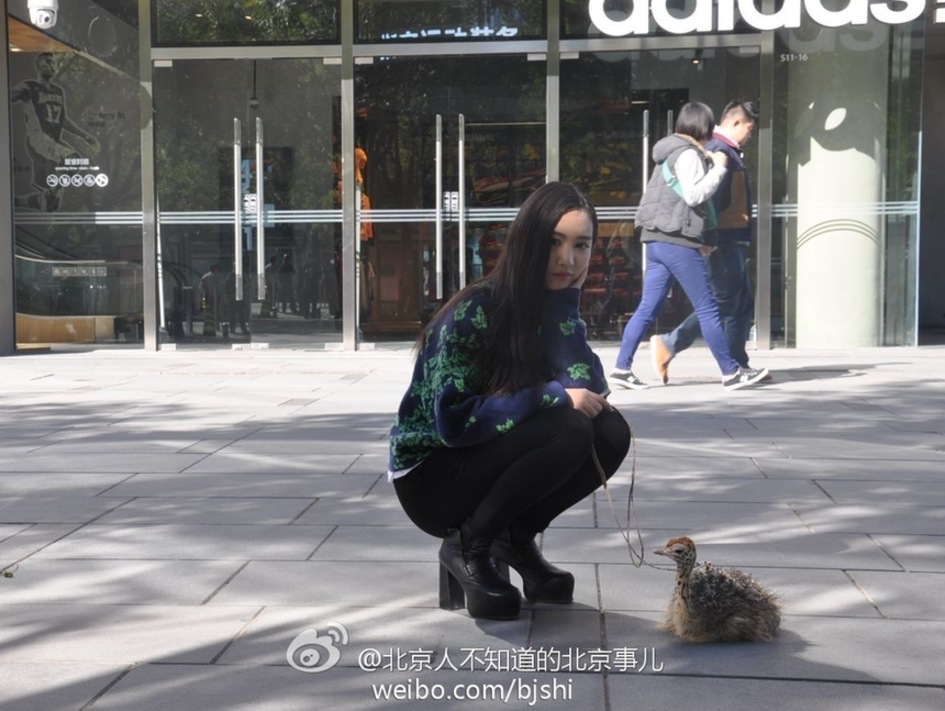 女子在北京三里屯遛鸵鸟(图)