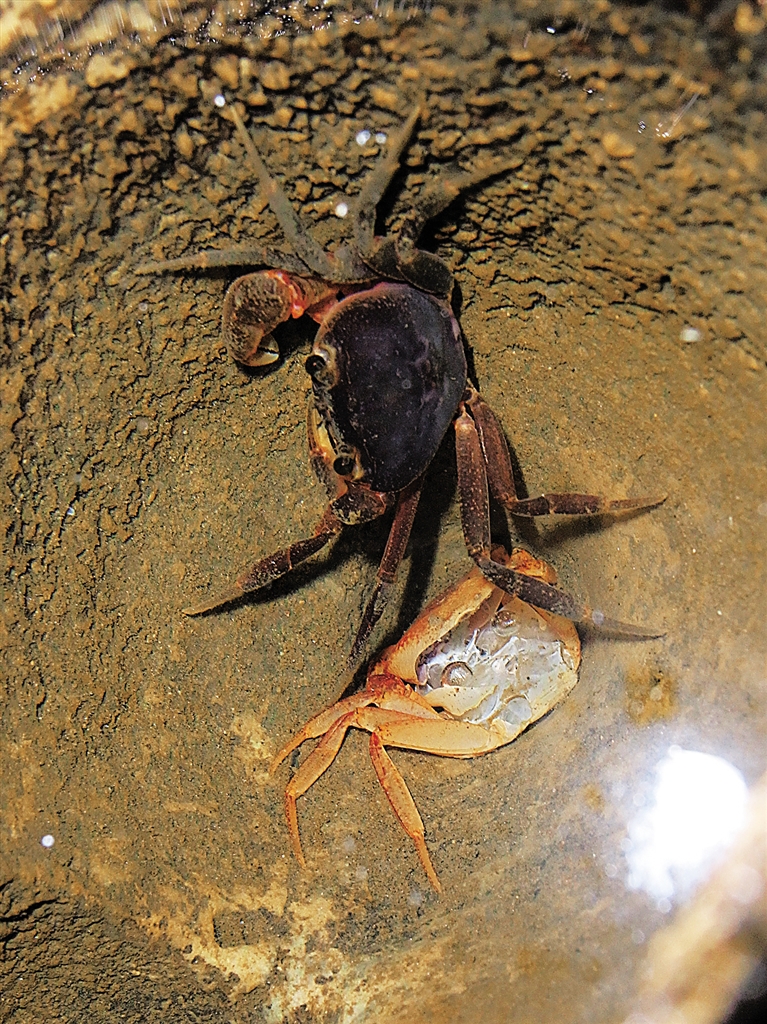 海南岛俄贤岭蝙蝠洞：喀斯特地下秘境