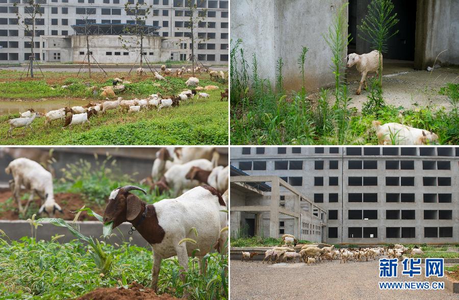 安徽萧县新建办公楼“冬眠” 闲置2年几成放羊场