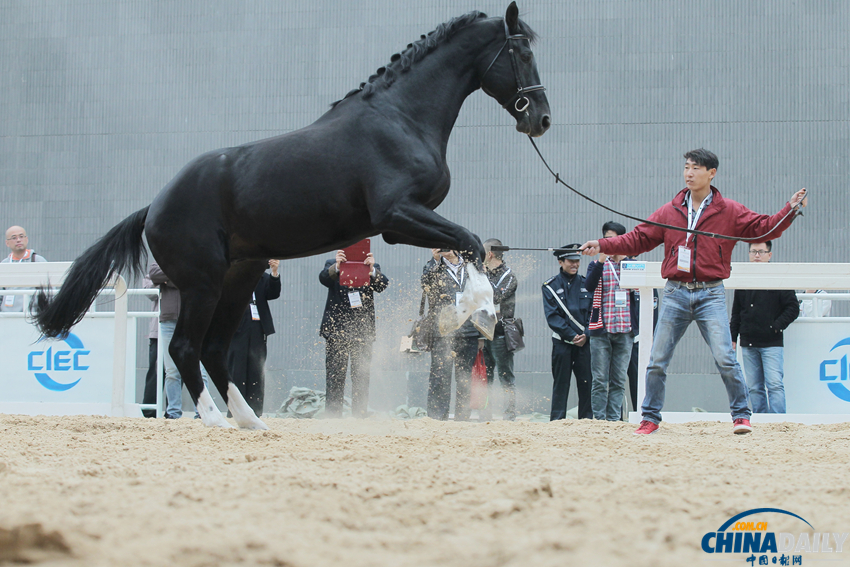 2014第八届中国国际马业马术展览会在京举行
