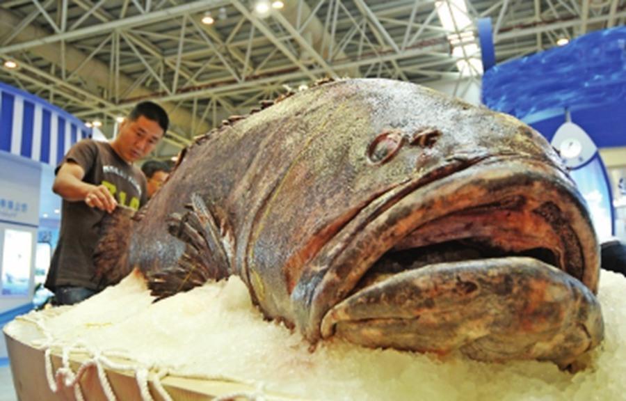 福州渔博会展出420斤重巨型石斑鱼