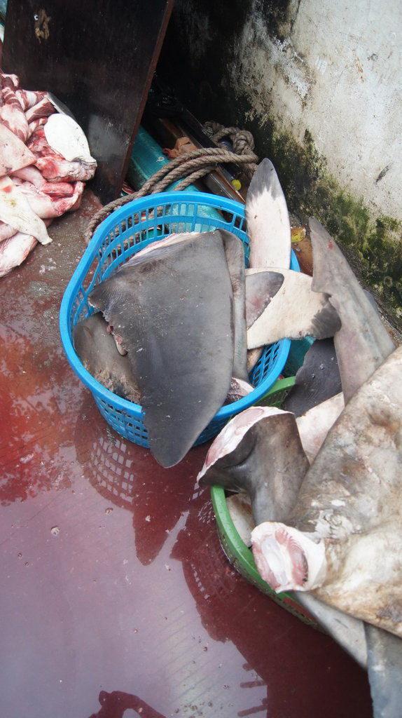 三亚鱼货市场现白鲨宰杀