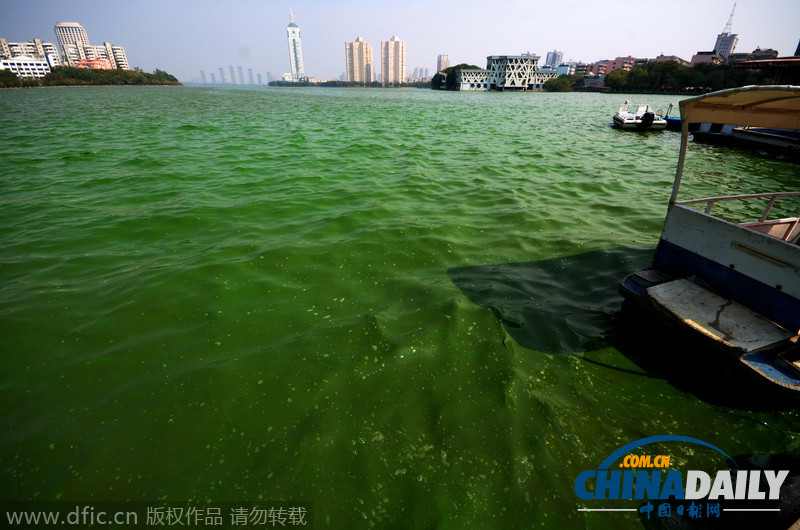 南昌青山湖遭蓝藻侵袭 百亩湖面如泼绿漆