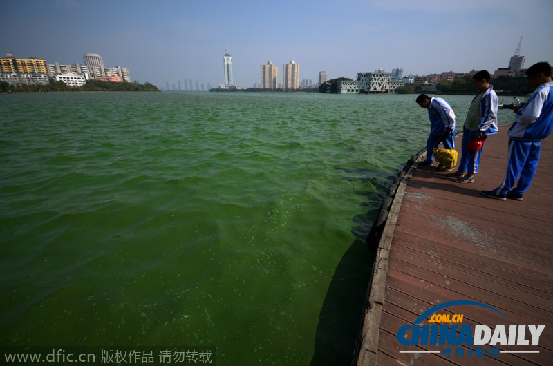 南昌青山湖遭蓝藻侵袭 百亩湖面如泼绿漆