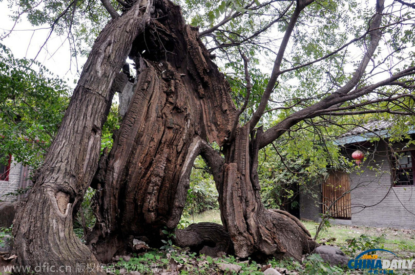 河南：千年古树变成