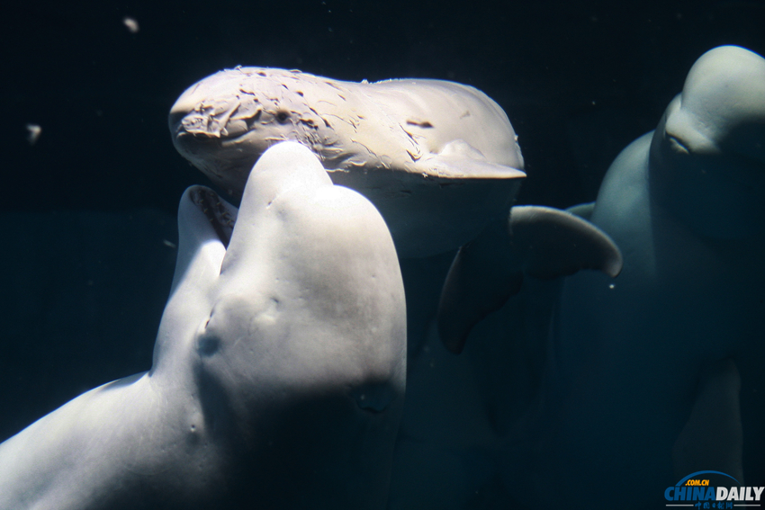 长沙：国内首例白鲸产子 新生第一天鲸宝宝努力觅乳