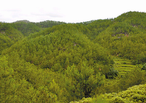 绿水青山就是金山银山——习近平同志关心长汀水土流失治理纪实