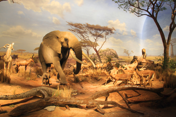 “非洲野生动物大迁徙展”将在山东博物馆开展