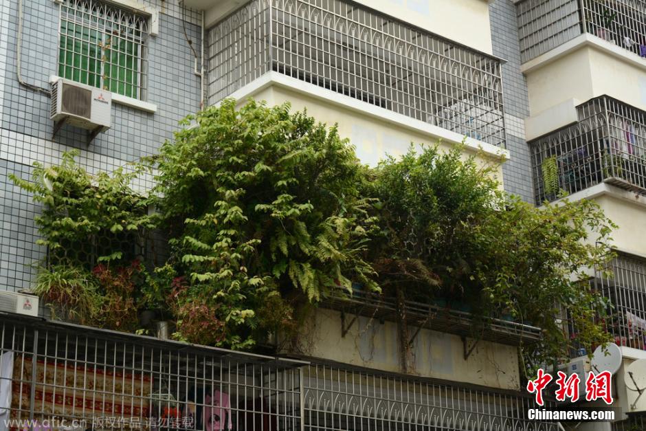 厦门现奇葩生态宿舍楼 植物长满整个阳台