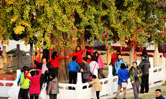 “中国银杏之乡”山东郯城举行产业发展论坛 倡导银杏为“国树”