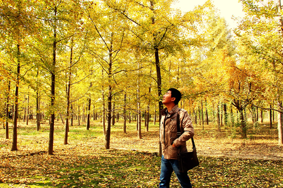 “中国银杏之乡”山东郯城举行产业发展论坛 倡导银杏为“国树”