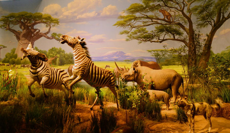 非洲野生动物大迁徙展览在山东博物馆开展