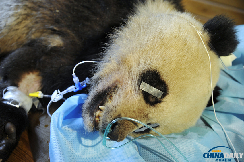 四川唐家河发现一只受伤熊猫 或被黄喉貂围攻