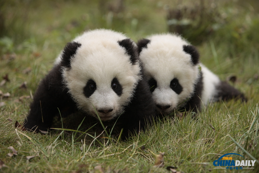 成都龙凤胎大熊猫全球征名揭晓 取名“毛竹”和“毛笋”