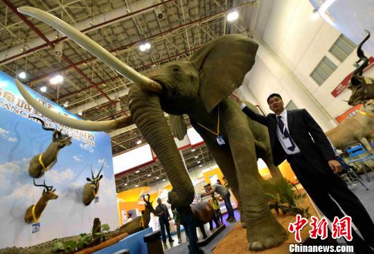 重达3吨 世界上个体最大的陆生动物标本非洲“象王”亮相厦门