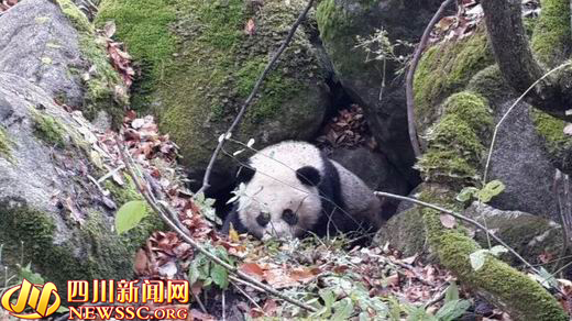 四川受伤大熊猫走了 肠管坏死引发败血症