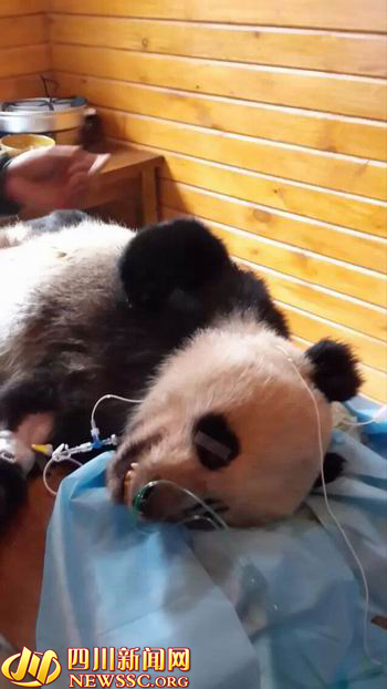 四川受伤大熊猫走了 肠管坏死引发败血症