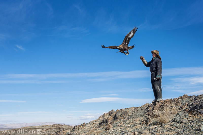 蒙古金鹰节：一场猎手与鹰的荣耀盛会