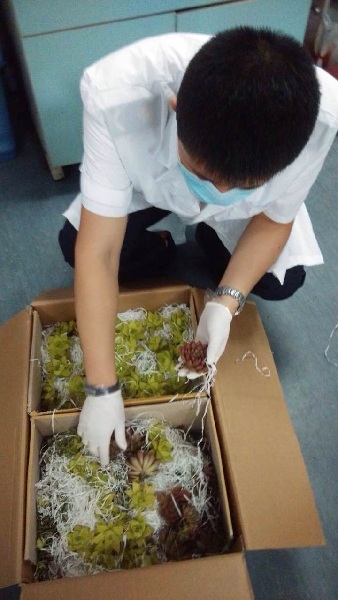 <BR>广州机场检验检疫局一次截获9箱18公斤多肉植物