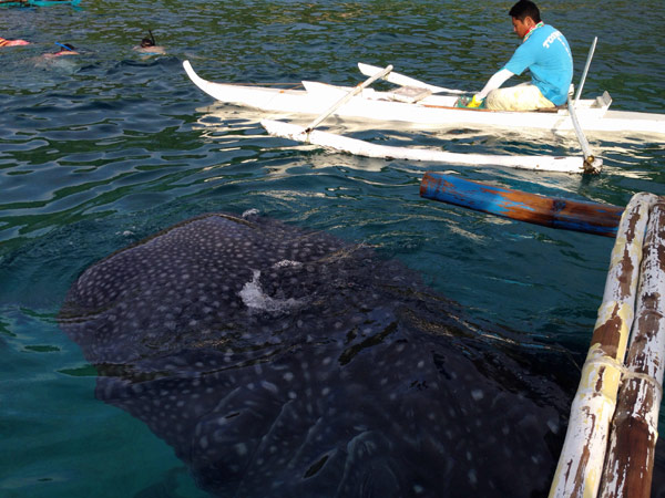 菲律宾苏米龙岛：人与鲸鲨亲密接触世界罕见地